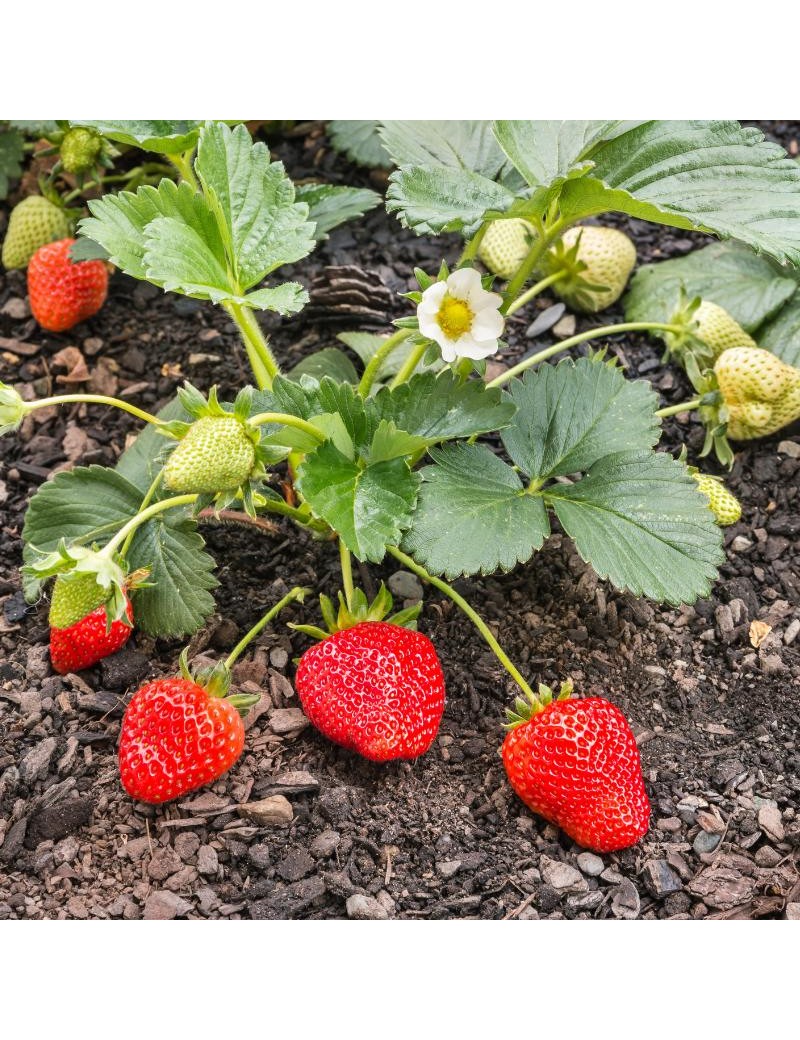 Plantas de Fresa variedad Selva freson