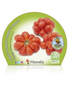 Fresanas tomate voyage planta natural huerto urbano