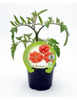 Fresanas tomate voyage planta natural huerto urbano