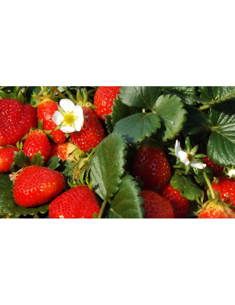 Plantas de Fresas Mara Des Bois