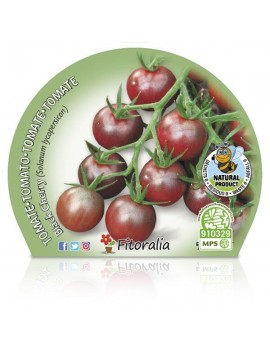 Fresanas Tomate Blach Cherry plantón en maceta de 10,5 cm. de diámetro