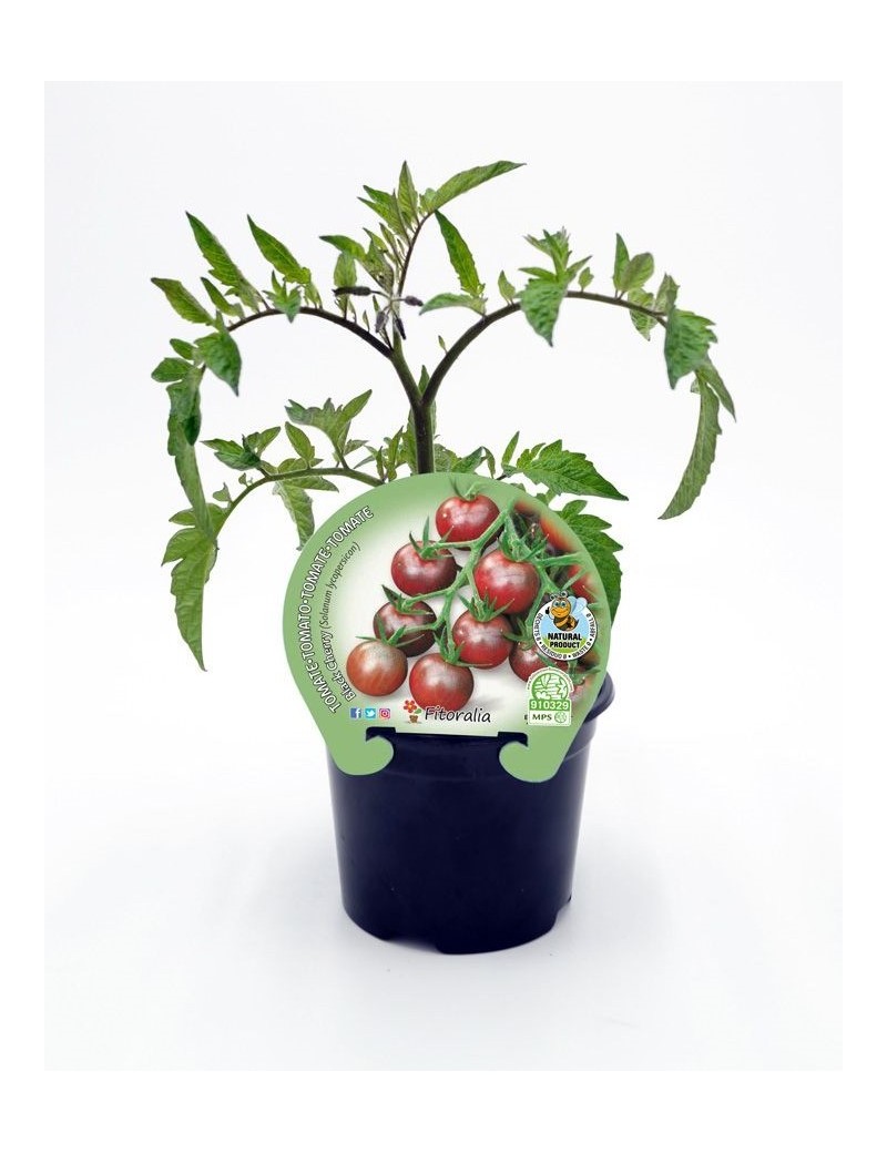 Fresanas Tomate Blach Cherry plantón en maceta de 10,5 cm. de diámetro