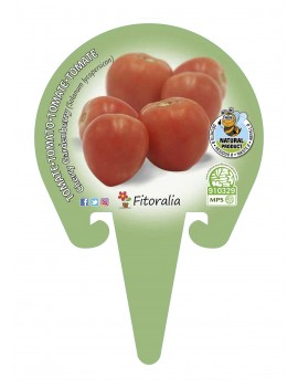Fresanas Tomate Cherry Garden Berry plantón en maceta de 10,5 cm. de diámetro