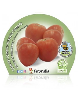 Fresanas Tomate Cherry Garden Berry plantón en maceta de 10,5 cm. de diámetro