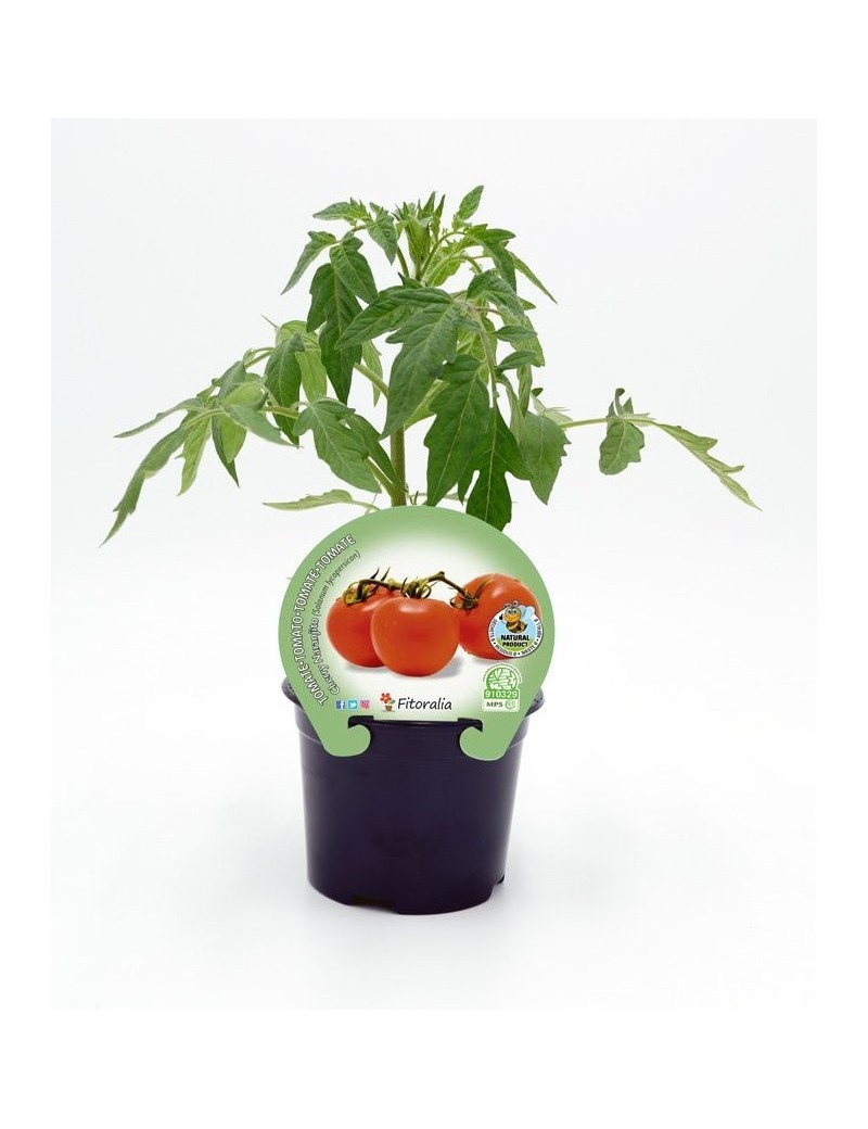 Fresanas Tomate Cherry Naranjito plantón en maceta de 10,5 cm. de diámetro