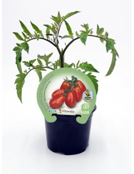 Fresanas Tomate Cherry Pera plantón en maceta de 10,5 cm. de diámetro
