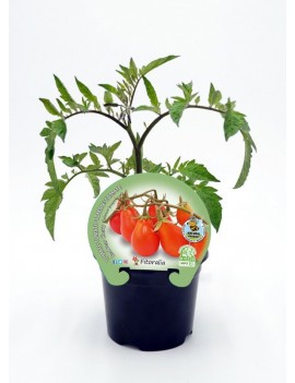 Fresanas Tomate Red Pear Cherry planton en maceta de 10,5 cm. de diámetro