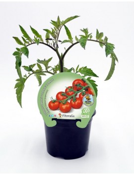 Fresanas tomate cherry redondo plantón en maceta de 10,5 cm. de diámetro