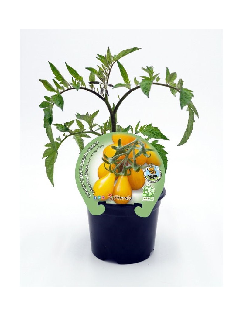 Fresanas tomate Yellow Pear Cherry plantón en maceta de 10,5 cm. de diámetro