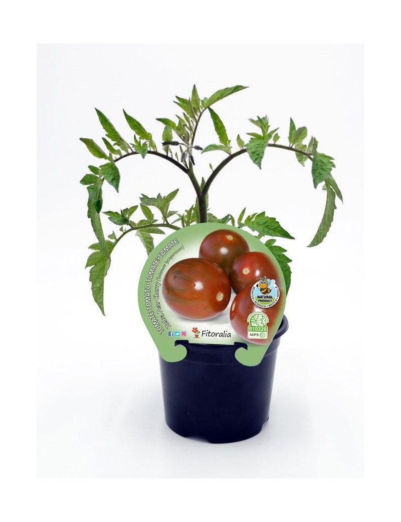 Fresanas Zebra Pear Cherry plantón en maceta de 10,5 cm. de diámetro