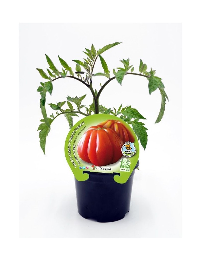 Fresanas Tomate Corazón de Buey plantón en maceta de 10,5 cm. de diámetro