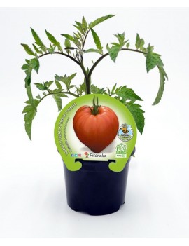 Fresanas tomate corazón plantón en maceta de 10,5 cm. de diámetro