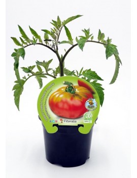 Fresanas Tomate Esquenaverd plantón en maceta de 10,5 cm. de diámetro
