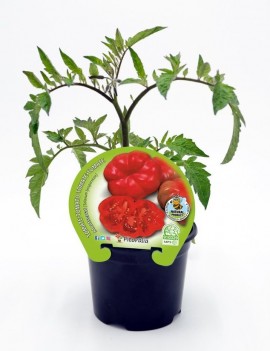 Fresanas Tomate Montserrat plantón en maceta de 10,5 cm. de diámetro