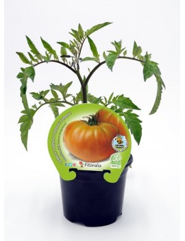 Fresanas Tomate Muchamiel plantón en maceta de 10,5 cm. de diámetro