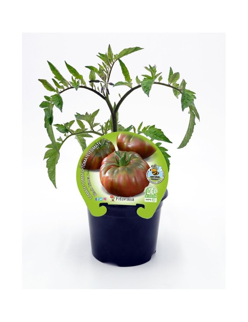 Fresanas Tomate Negro de Crimea plantón en maceta de 10,5 cm. de diámetro
