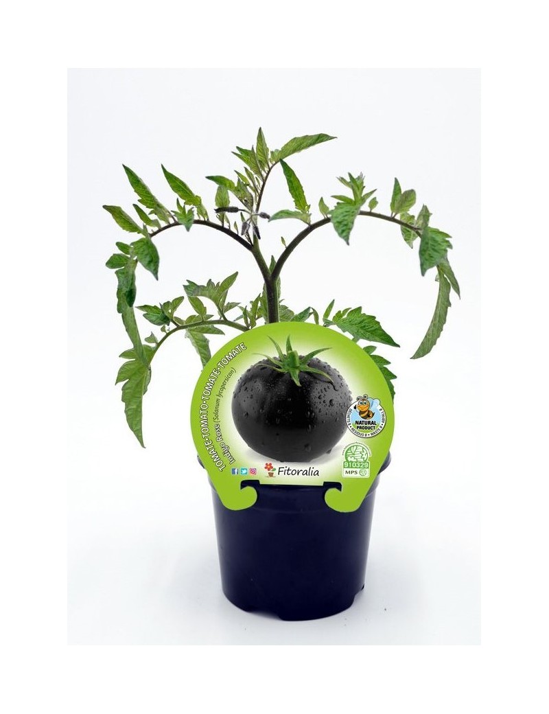 Fresanas Tomate Negro Indigo Rose plantón en maceta de 10,5 cm. de diámetro