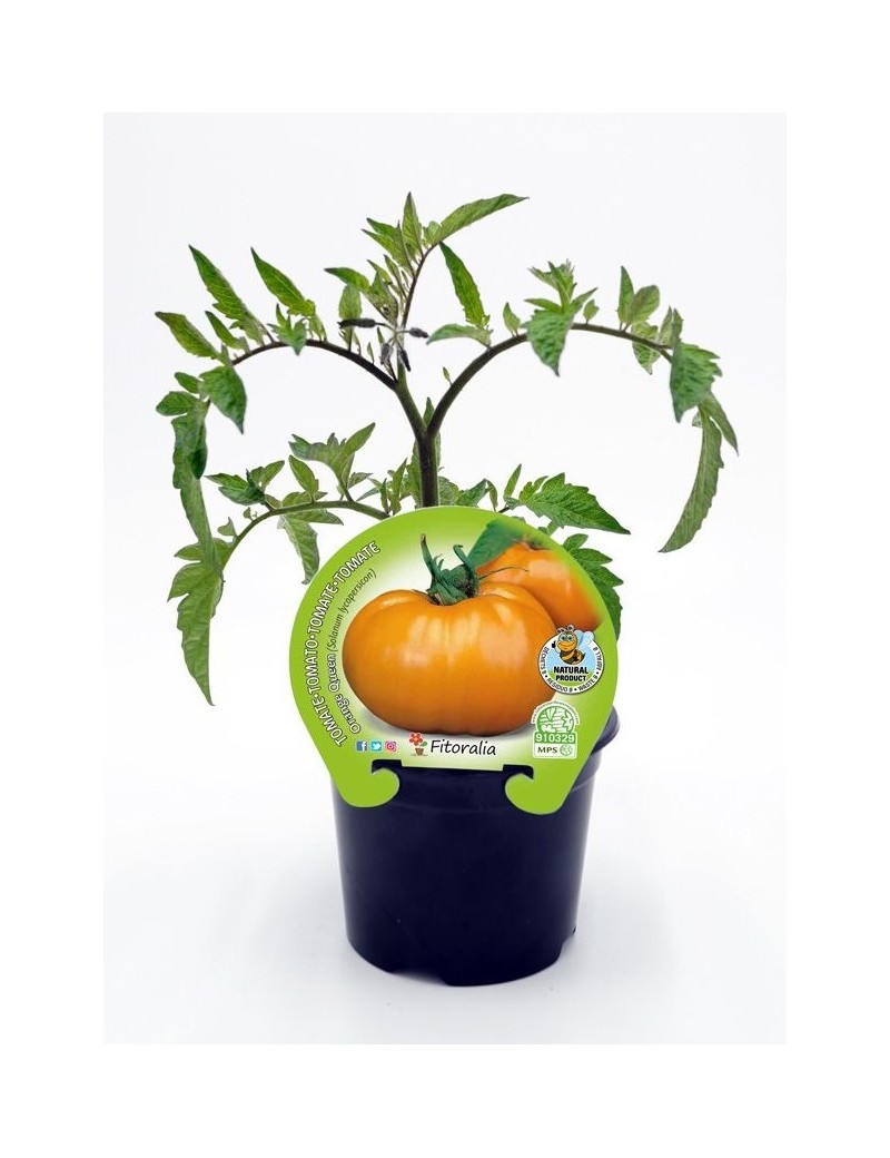 Fresanas Tomate Orange Queen plantón en maceta de 10,5 cm. de diámetro