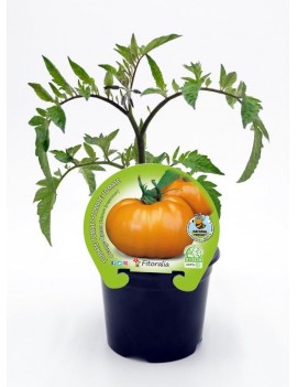 Fresanas Tomate Orange Queen plantón en maceta de 10,5 cm. de diámetro