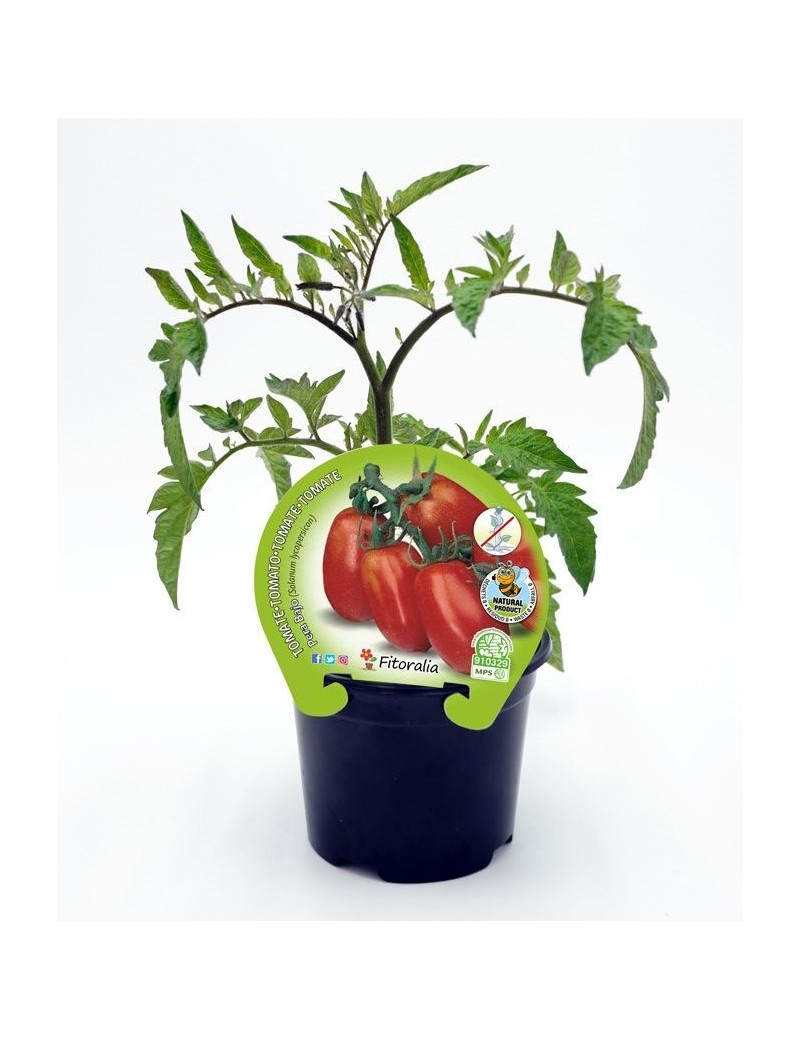 Fresanas Tomate Pera Mata Baja plantón en maceta de 10,5 cm. de diámetro