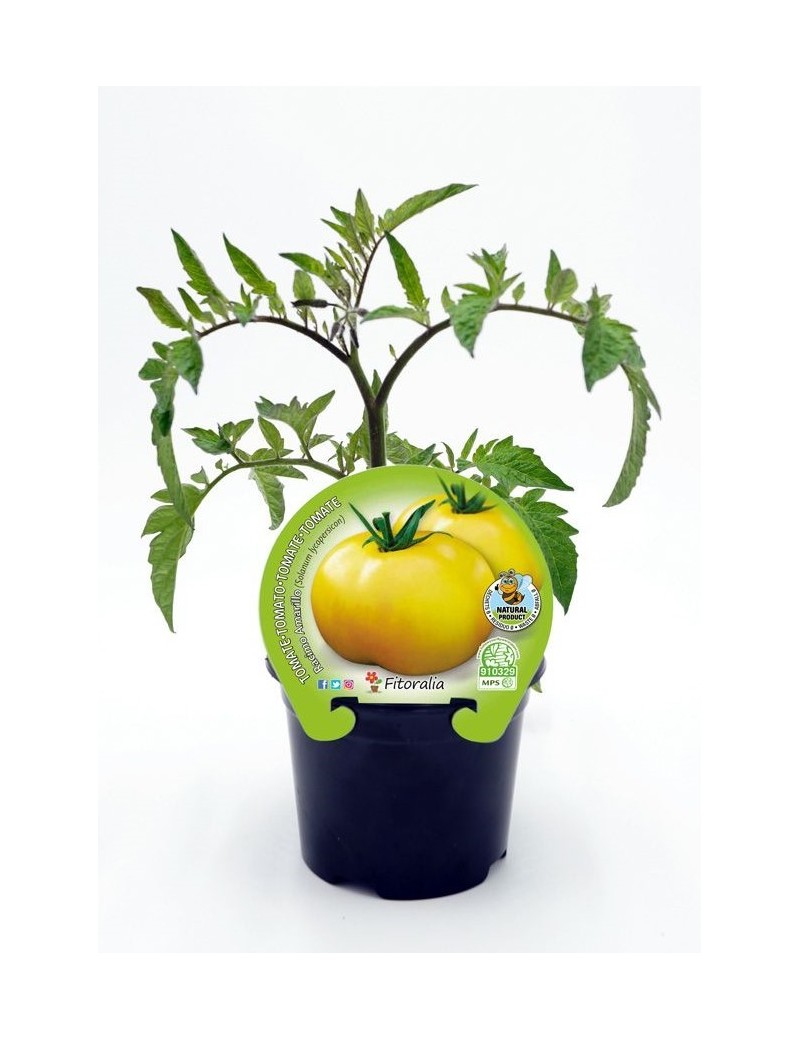Fresanas Tomate Racimo Amarillo plantón en maceta de 10,5 cm. de diámetro