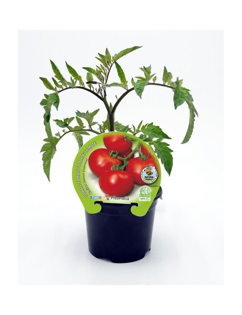 Fresanas Tomate Racimo plantón en maceta de 10,5 cm. de diámetro