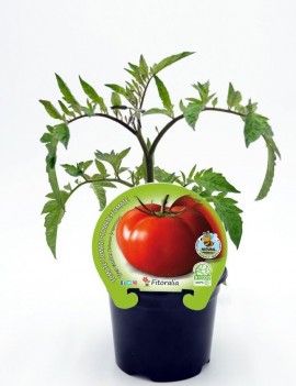 Fresanas Tomate Tres Cantos plantel en maceta de 10,5 cm. de diámetro