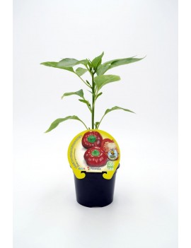 Fresanas Ñora plantel en maceta de 10,5 cm. de diámetro
