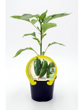 Fresanas Pimiento de Gernika plantel ecológico en maceta de 10,5 cm de diámetro