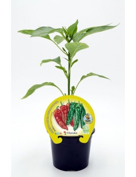 Fresanas Pimiento Italiano plantel ecológico en maceta de 10,5 cm. de diámetro