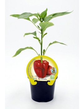 Fresanas Pimiento Rojo plantel ecológico en maceta de 10,5 cm. de diámetro