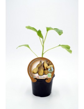 Fresanas Berenjena Almagro plantel ecológico en maceta de 10,5 cm. de diámetro