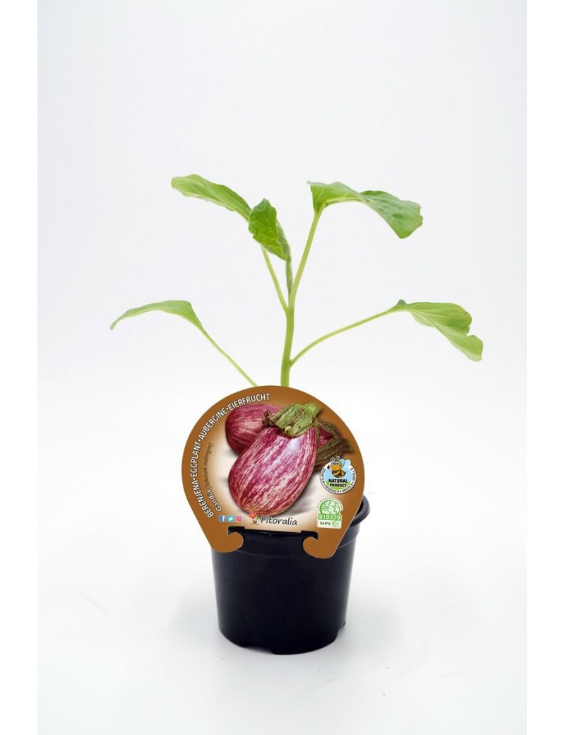 Fresanas Berenjena Gandía plantel ecológico en maceta de 10,5 cm.de diámetro