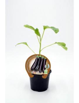Fresanas Berenjena Larga Negra plantel ecológico en maceta de 10,5 cm. de diámetro