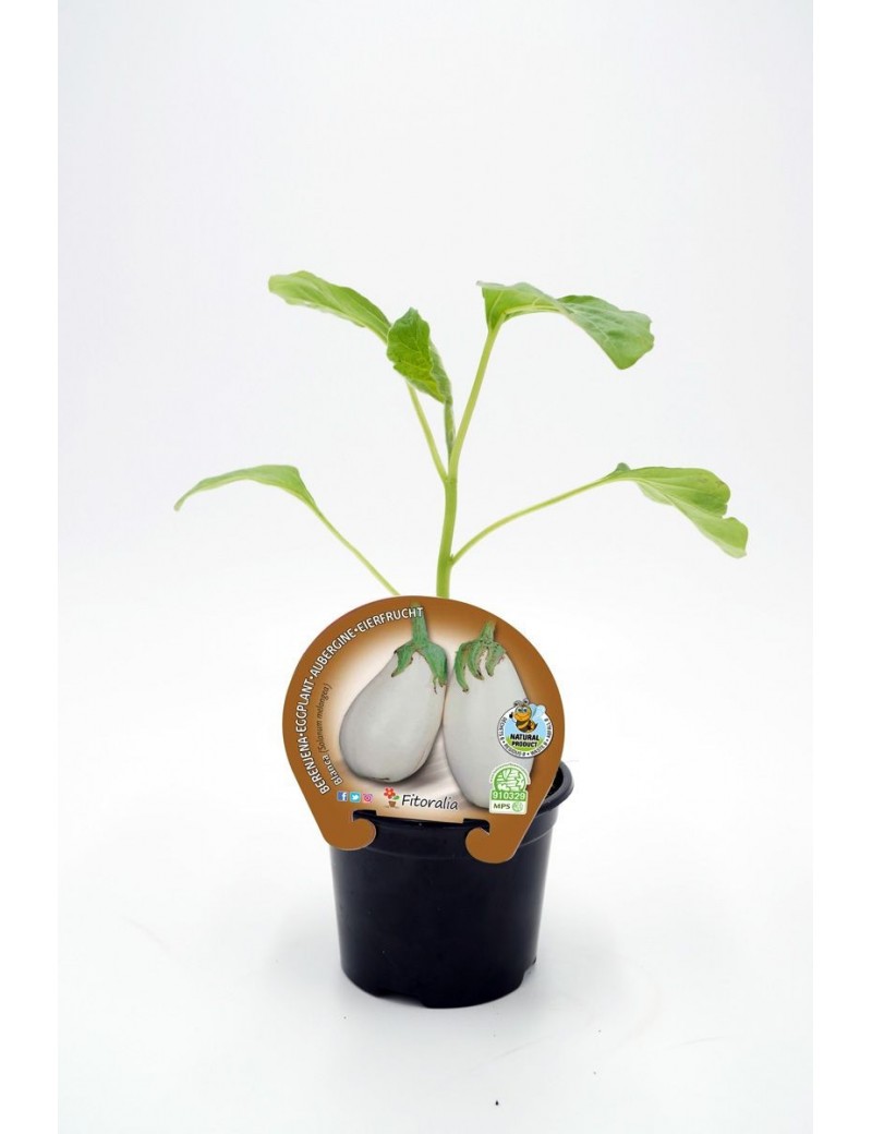 Fresanas Berenjena Redonda Blanca plantel ecológico en maceta de 10,5 cm de diámetro