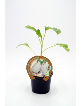 Fresanas Berenjena Redonda Blanca plantel ecológico en maceta de 10,5 cm de diámetro