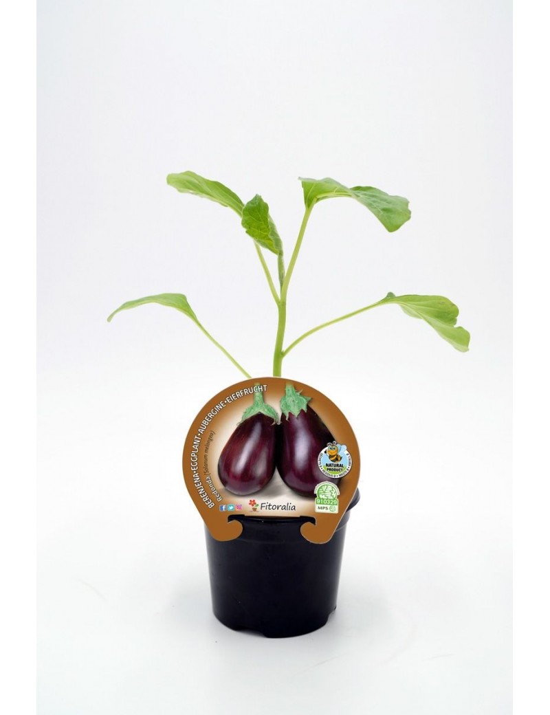 Fresanas Berenjena Redonda Negra plantel ecológico en maceta de 10,5 cm. de diámetro