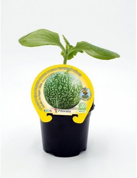 Fresanas Calabaza Cabello de Ángel plantel ecológico en maceta de 10,5 cm. de diámetro