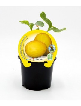 Fresanas Melón Amarillo plantel ecológico en maceta de 10,5 cm. de diámetro