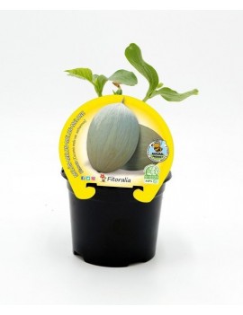 Fresanas melón blanco plantel ecológico en maceta de 10,5 cm. de diámetro