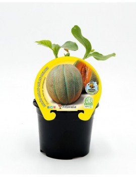 Fresanas melón cantalup plantel ecológico en maceta de 10,5 cm. de diámetro