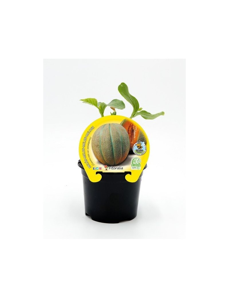 Fresanas melón cantalup plantel ecológico en maceta de 10,5 cm. de diámetro