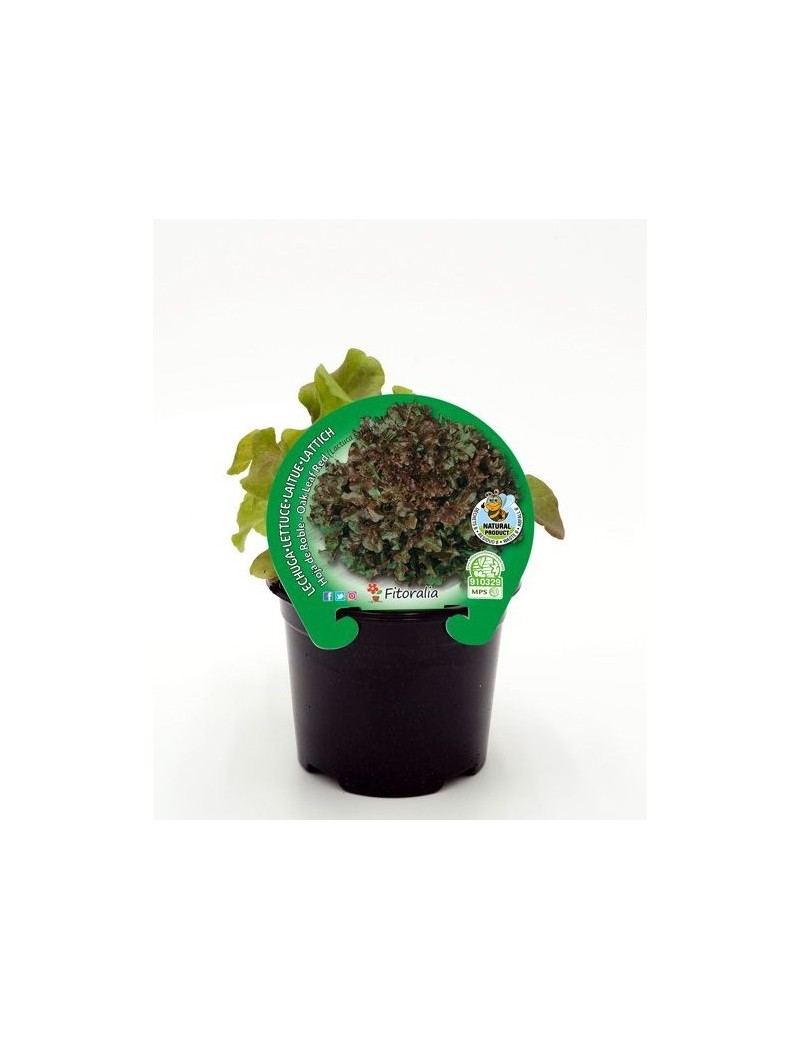Fresanas Lechuga hoja de roble plantel ecológico en maceta de 10,5 cm