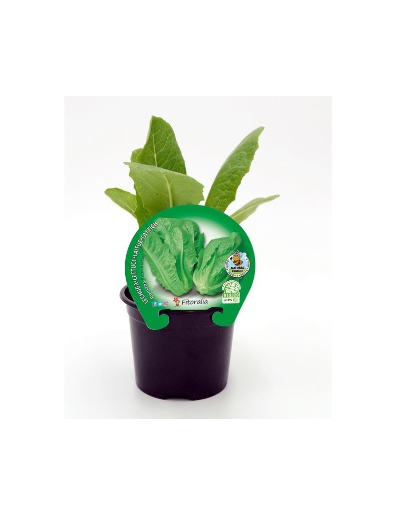 resanas Lechuga Romana plantel ecológico maceta de 10,5 cm.