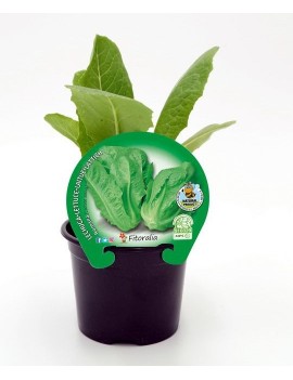 resanas Lechuga Romana plantel ecológico maceta de 10,5 cm.