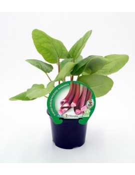 Fresanas Ruibarbo plantel ecológico en maceta de 10,5 cm.