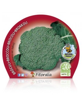 Fresanas Brócoli verde plantel ecológico maceta 10,5 cm