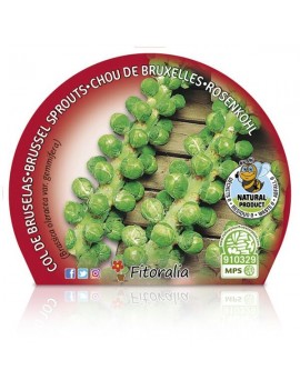 Fresanas Col de Bruselas plantel ecológico maceta 10,5 cm.