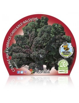 Fresanas Col Kale morada plantel ecológico en maceta de 10,5 cm.