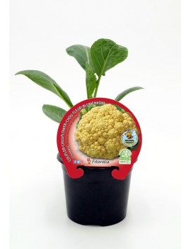 Fresanas Coliflor Cheddar plantel ecológico en maceta de 10,5 cm.